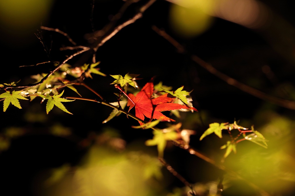 紅一点