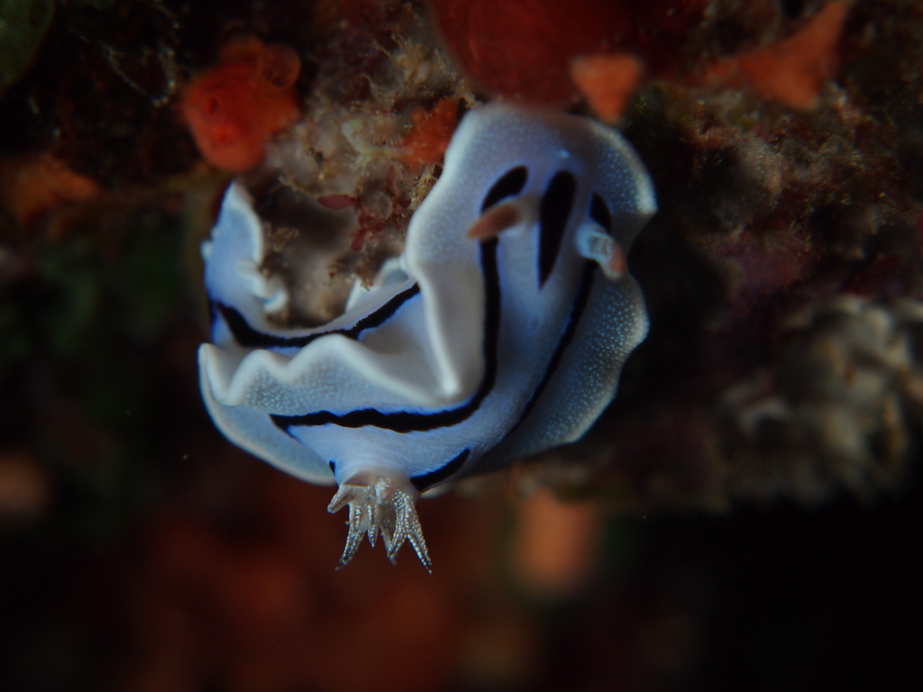 ダイアナウミウシ