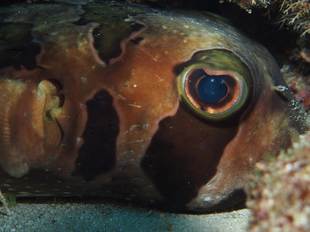 ヒトヅラハリセンボン