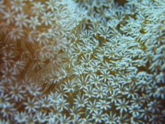 海のお花畑2
