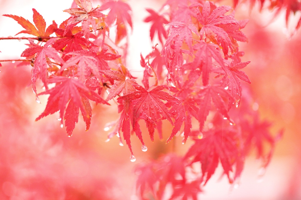 雨に濡れて