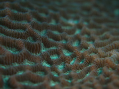 サンゴ2