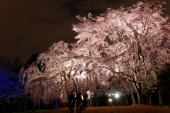 大阪城　西の丸庭園　夜桜