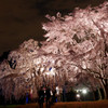 大阪城　西の丸庭園　夜桜