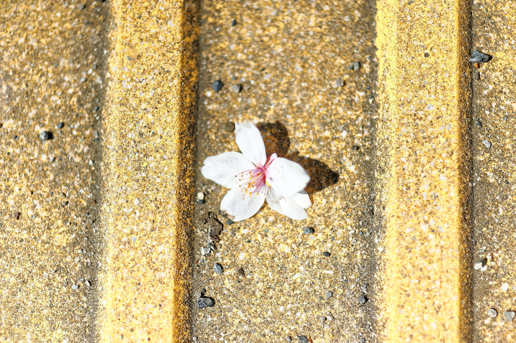 2015sakura_and so on_12
