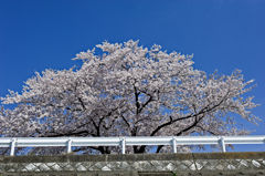 2015sakura_and so on_15
