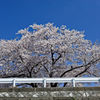 2015sakura_and so on_15