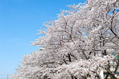 2015sakura_and so on_01