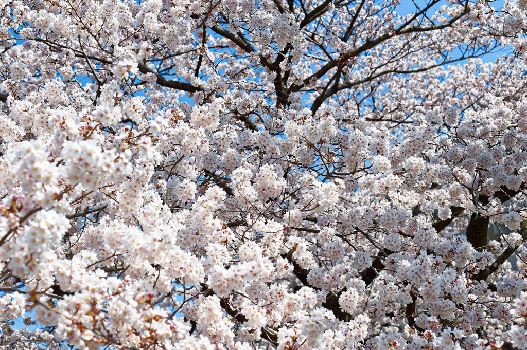 2015sakura_and so on_10