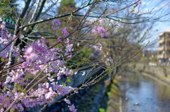 2015sakura_and so on_13