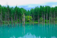 北海道-美瑛「青い池」