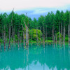 北海道-美瑛「青い池」