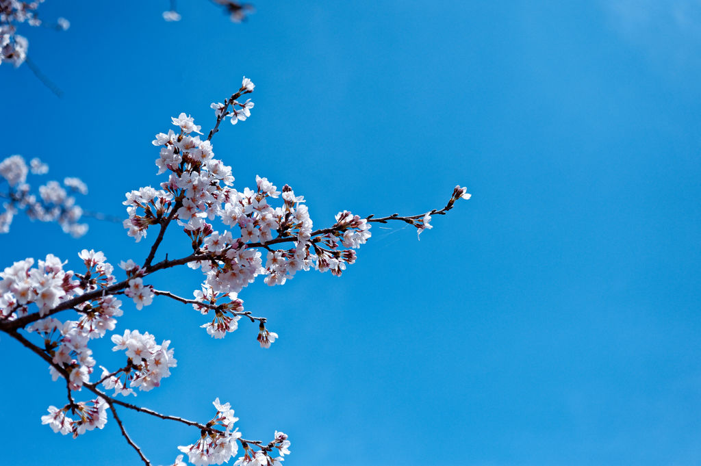 2015sakura_and so on_04