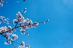 2015sakura_and so on_04