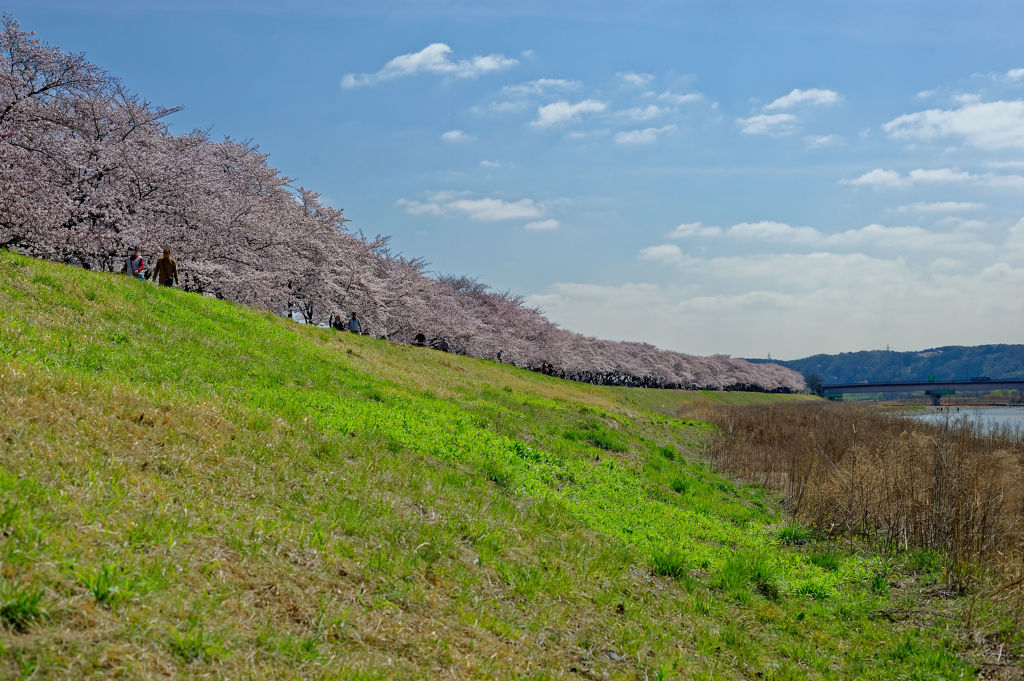 2015sakura_and so on_09