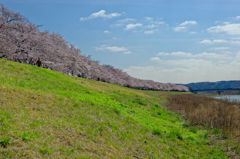 2015sakura_and so on_09