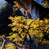 黄木~kigi~