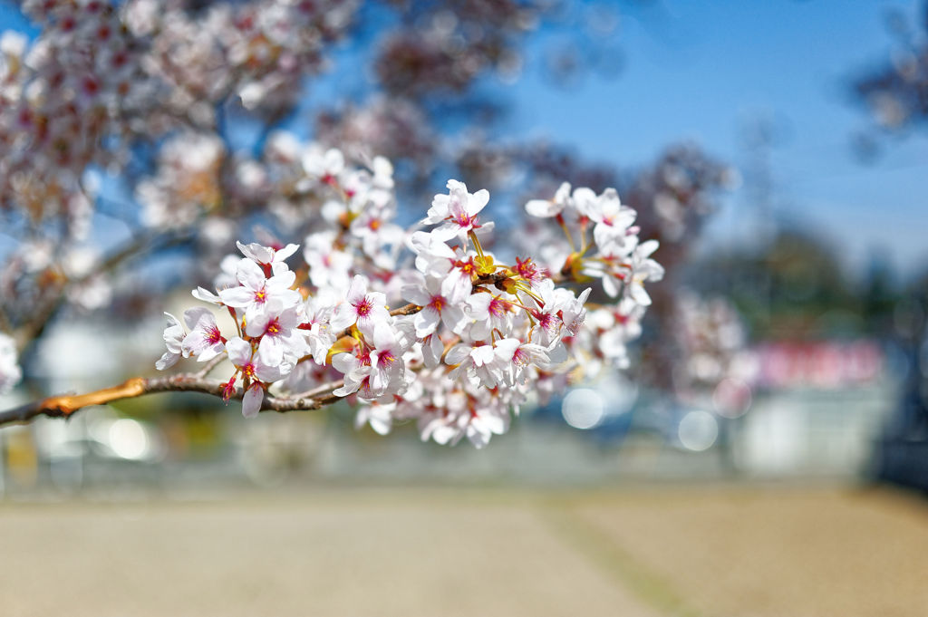 2015sakura_and so on_11