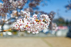 2015sakura_and so on_11