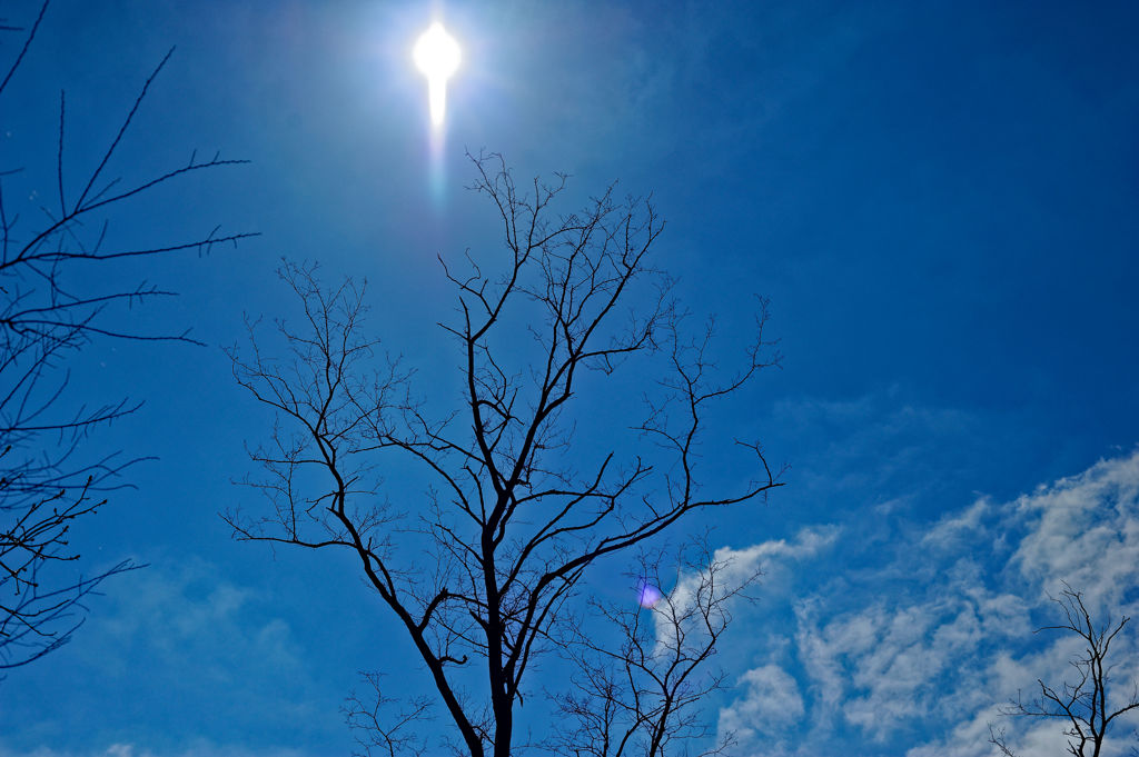 2015sakura_and so on_02