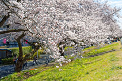 2015sakura_and so on_07