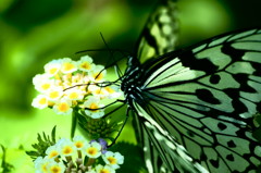 butterfly