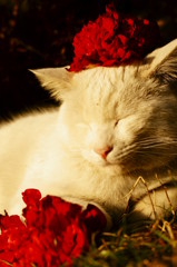 華の花魁猫