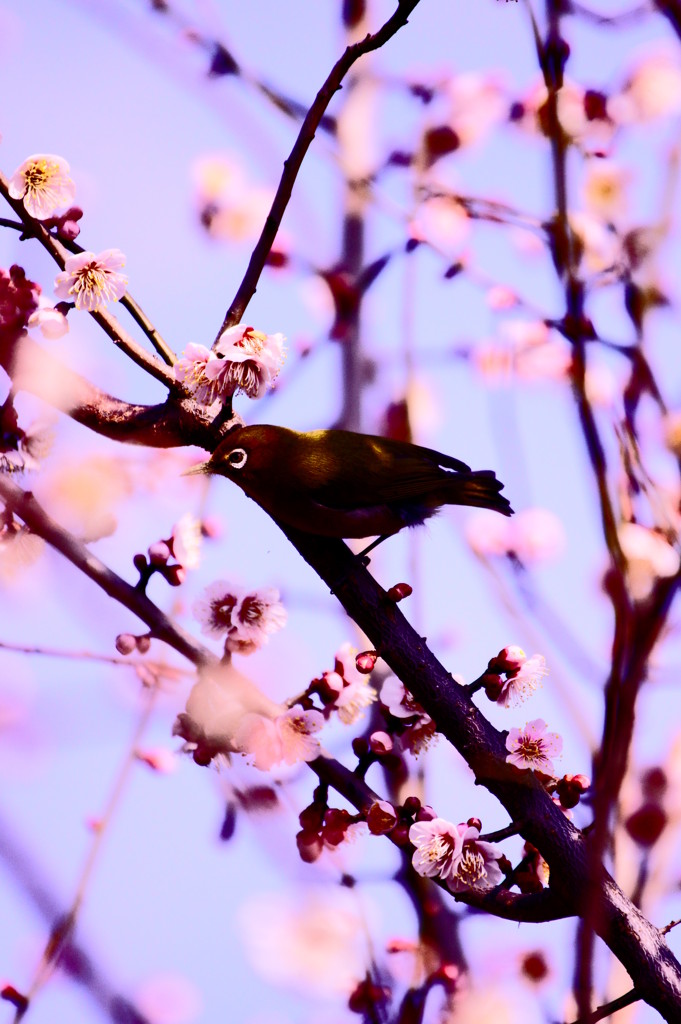 春ノ囀