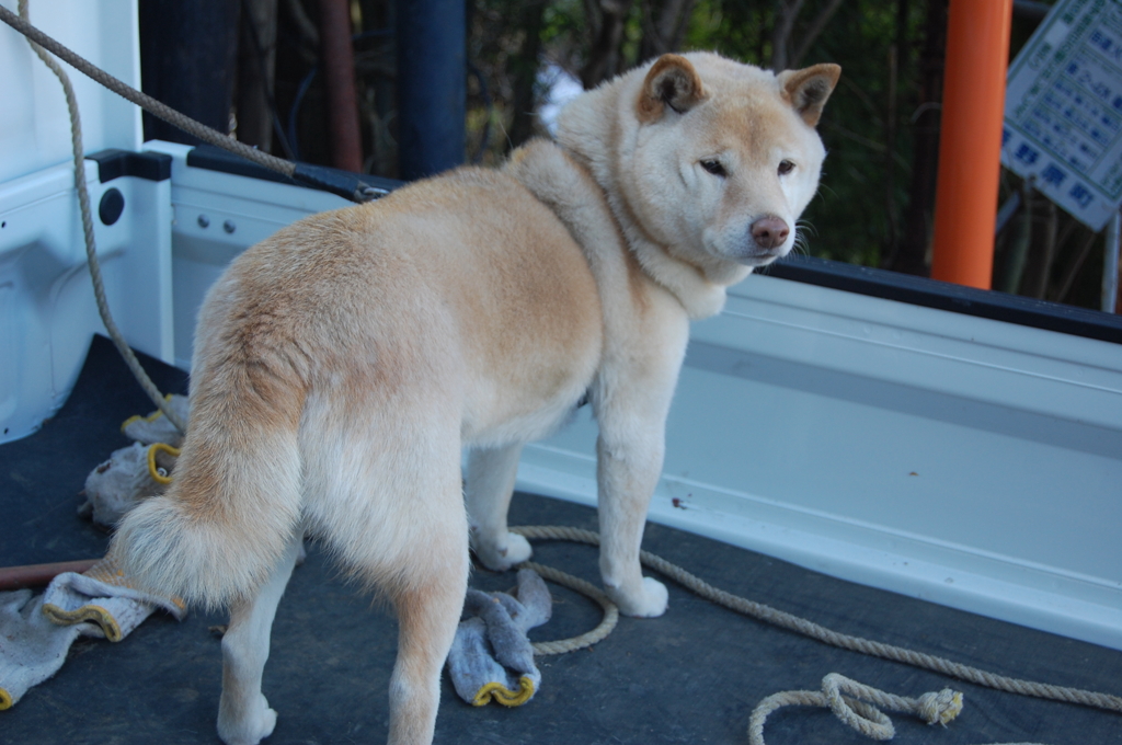 軽トラの上に犬