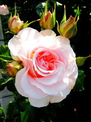 薔薇
