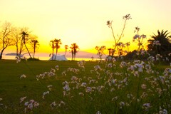 大串キャンプ場からの夕日