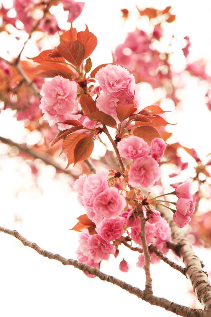 桜の花束