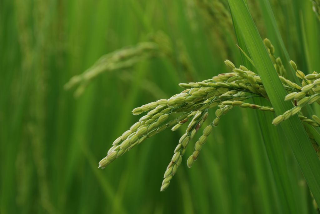 収穫まであと少し