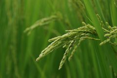 収穫まであと少し