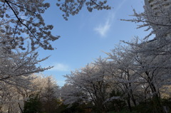 藍