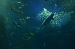 海の楽園