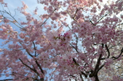 枝垂れ桜