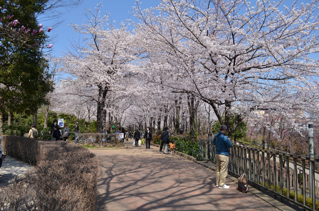 桜のトンネル