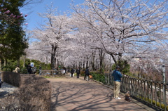 桜のトンネル