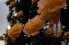 DSC_0017