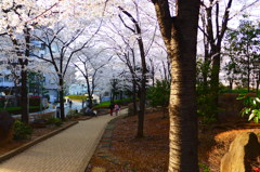 桜の幹