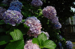 紫陽花