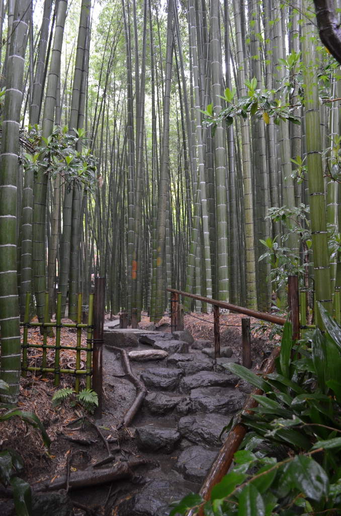 雨の竹林