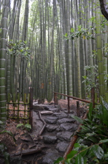雨の竹林