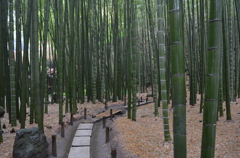 報国寺の竹林