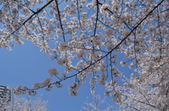枝