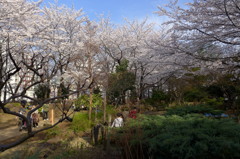 桜の庭