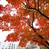 紅葉絢爛