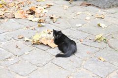 枯葉と黒猫