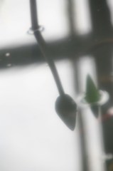 影絵